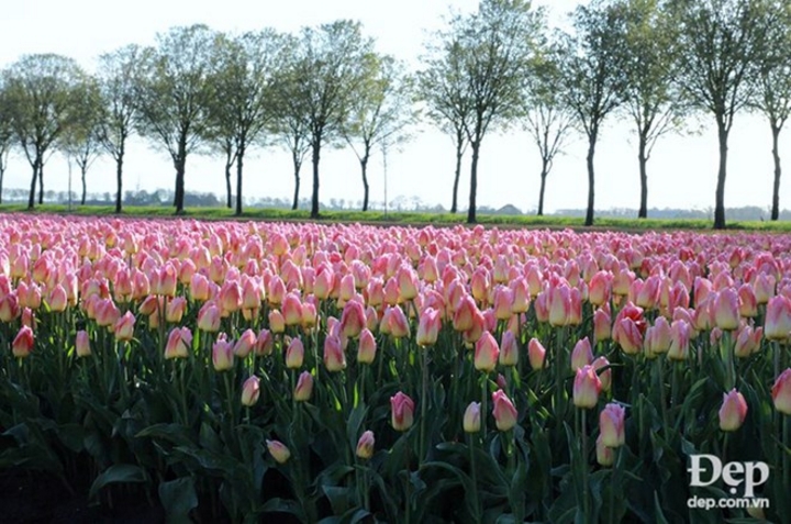 Hoa tulip xuất hiện ở nhiều quốc gia trên thế giới, nhưng chỉ khi đến với Hà Lan mới cảm nhận được hết vẻ đẹp quyến rũ, kiêu sa của những cánh đồng hoa rực rỡ sắc màu.
