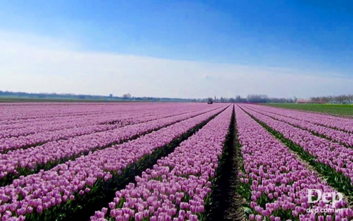 Những cánh đồng tulip nở rộ tạo nên vẻ đẹp bất ngờ, khó tin.