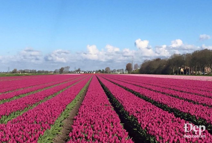 Đứng trước những cánh đồng hoa tulip ở Hà Lan đang nở rộ, bạn sẽ không khỏi ngỡ ngàng như lạc vào chốn thần tiên.
