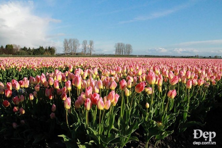 Hoa tulip trở thành biểu tượng của Hà Lan khi nhắc đến đất nước xinh đẹp này.