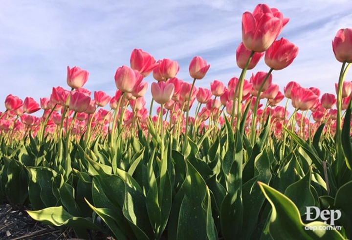 Dù e ấp hay nở bung, hoa tulip đều có vẻ đẹp rất riêng.
