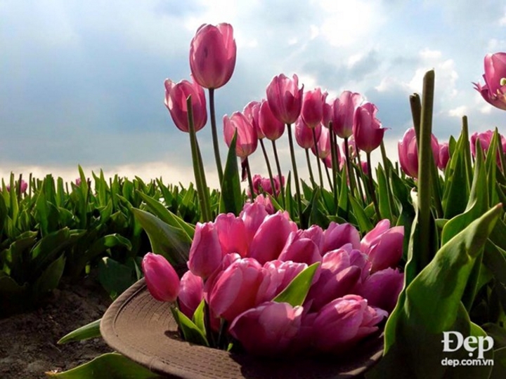 Đến Hà Lan vào thời gian này, bạn thực sự sẽ choáng ngợp trước cánh đồng hoa tulip nở rộ, đủ sắc màu, chạy dài tới tận chân trời. Những ngày này, nhiều du khách đã có chuyến đi du lịch, đến với cánh đồng hoa tuylip ở Hà Lan để được thưởng lãm mùa hoa đẹp nhất trong năm.
