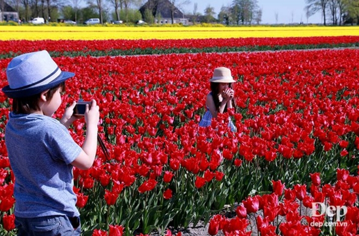 Chỉ nở mỗi năm một lần nên vào mùa hoa tulip, rất nhiều du khách thập phương tìm đến Hà Lan để chiêm ngưỡng khoảnh khắc đẹp nhất trong năm.