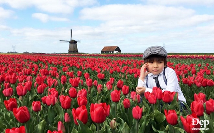 Không chỉ được đắm chìm trong vẻ đẹp rực rỡ hoa tulip, du khách còn được ngắm nhìn tận mắt chiêm ngưỡng những chiếc cối xay gió.
