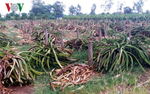 Vườn thanh long ruột trắng tại xã Quơn Long, huyện Chợ Gạo (Tiền Giang) đang bị phá bỏ đề trồng cây thanh long ruột đỏ.