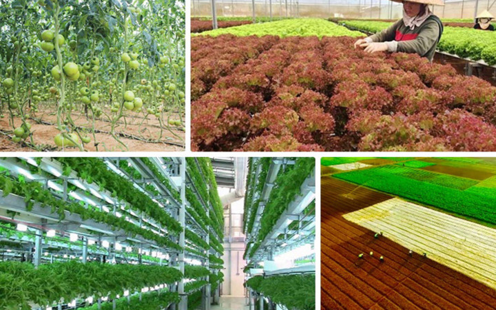 Ứng dụng công nghệ cao để trồng rau sạch cho năng suất cao