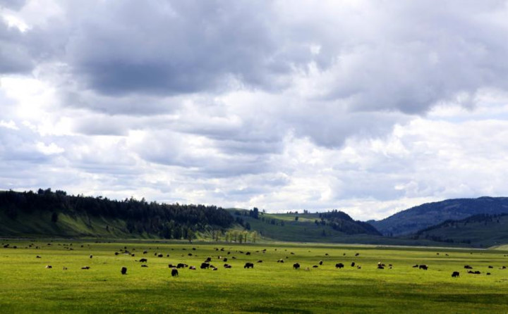 Đàn bò rừng thong dong gặm cỏ ở Thung lũng Lamar thuộc công viên quốc gia Yellowstone, Wyoming.