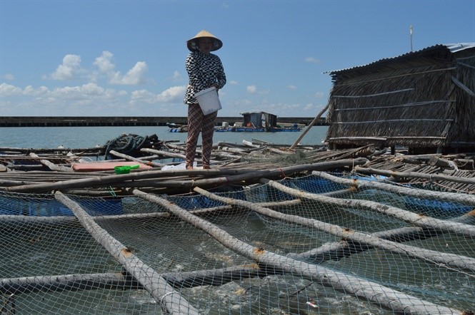 Nuôi cá lồng bè ven đảo mang lại nguồn thu nhập cho ngư dân