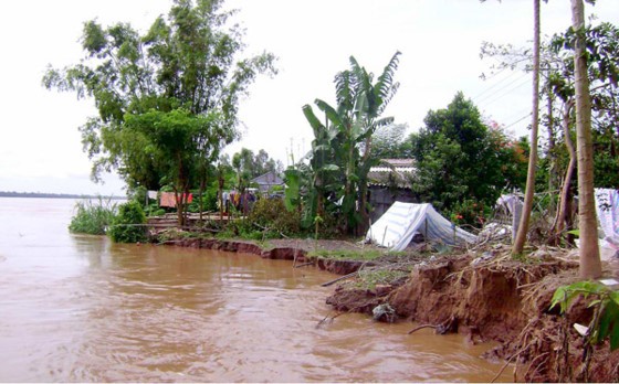 Bờ sông Tiền đoạn qua huyện Thanh Bình (Đồng Tháp) bị sạt lở nghiêm trọng. Ảnh: VĂN TRÍ