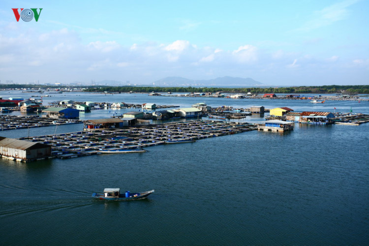 Thành phố Vũng Tàu có 16 phường và một xã. Xã duy nhất ở ngoại ô thành phố là xã đảo Long Sơn. Mảnh đất này bị ngăn cách với đất liền bởi con sông Chà Và. Người dân ở đây sống chủ yếu bằng nghề nuôi cá bè trên sông. Ảnh: Bè cá trên sông ở Long Sơn.