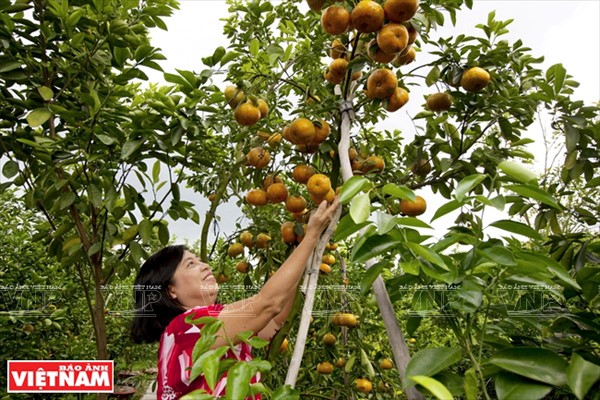 Quýt hồng Lai Vung - một loại trái cây đặc sản của Đồng Tháp. Ảnh: Kim Phương