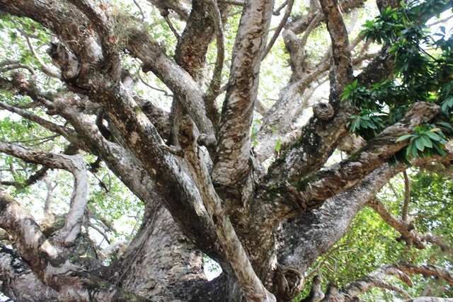Thân cây có nhiều nhánh vươn rộng ra các hướng, thớ gỗ vặn xoắn rất lạ.