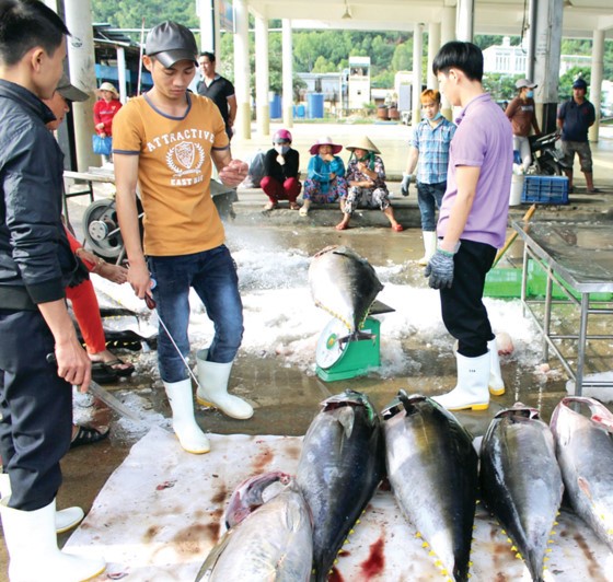 Một thương lái đang dùng que thử chất lượng cá ngừ  đại dương trước khi ra giá thu mua