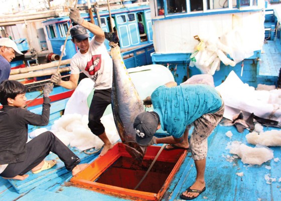 Ngư dân tiến hành cẩu cá ngừ đại dương khỏi hầm chứa để đưa lên bờ