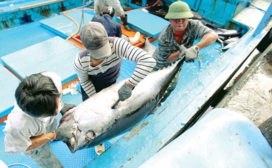 Cá ngừ đại dương to nên phải 3 - 4 người khiêng mới đưa được lên bờ