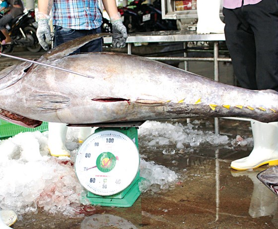Một con cá ngừ đại dương nặng đến 70kg