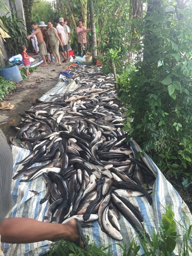 Đàn cá lóc nhà anh Du nuôi, bị chết một cách bất thường. 