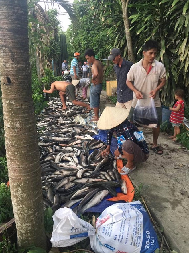 Hiện Công an huyện Tân Hiệp, đang khẩn trương điều tra, làm rõ nguyên nhân đàn cá lóc nhà anh Du bị chết bất thường. 