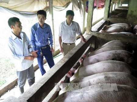 Các hộ chăn nuôi lợn tại huyện Mỹ Lộc, tỉnh Nam Định tiếp tục chăm sóc đàn lợn chờ giá nhích lên mới xuất chuồng. (Ảnh: Văn Đạt/TTXVN)