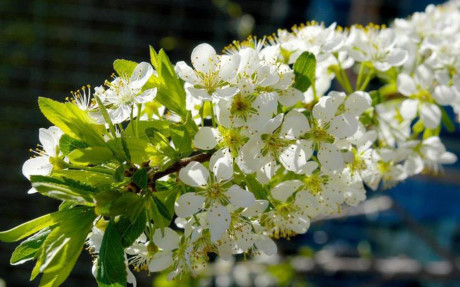 Cây thường trổ hoa vào mùa xuân