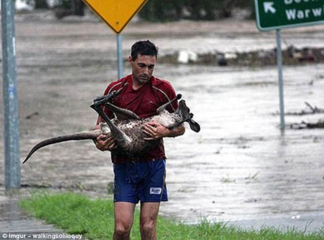 Sau một trận lũ lụt ở Úc, người đàn ông này đã giải cứu một chú kangaroo bị thương.