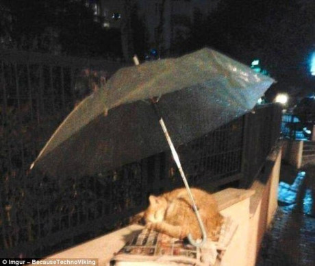 Theo người chụp ảnh, một người lạ mặt đã tặng chiếc dù của mình để giữ cho con mèo khỏi bị ướt mưa.