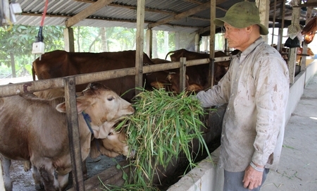 Chăm sóc đàn bò, vườn cây giúp thư giãn, duy trì sức khỏe hàng ngày - ông Sáu nói.