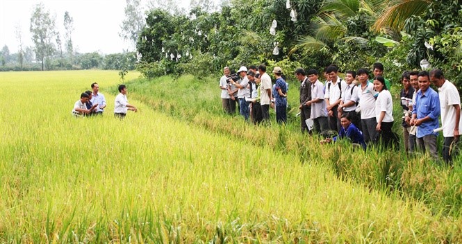 Nông dân hào hứng với mô hình sản xuất lúa theo quy trình