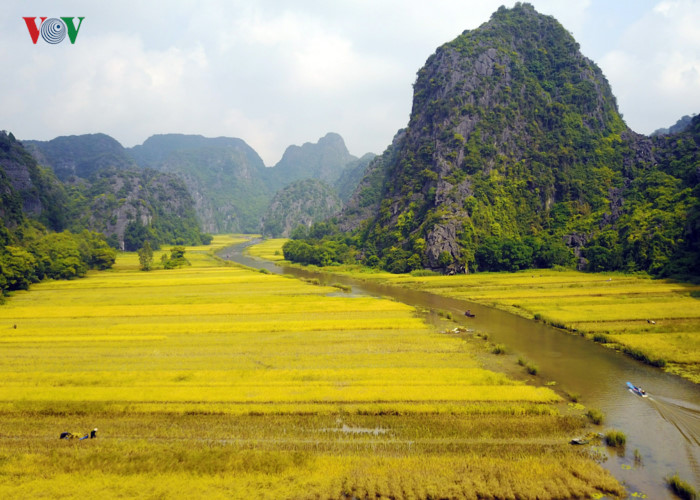 Bên cạnh Tam Cốc, những ruộng lúa của vùng đất Ninh Bình cũng đang chín vàng chờ thu hoạch.