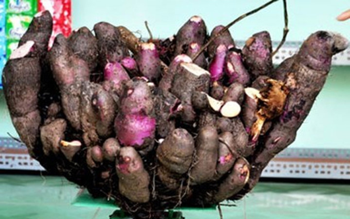 Củ khoai hình bông sen nặng 30kg của nhà bà Phạm Thị Ngọc Anh (Tô Hiến Thành, khóm 8, phường 5,TP.Cà Mau (Ảnh: Dân Việt)