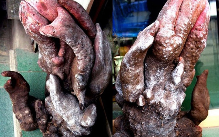 Củ khoai hình quái dị của một gia đình ở Nghệ An nặng 20kg (Ảnh: Dân Việt)