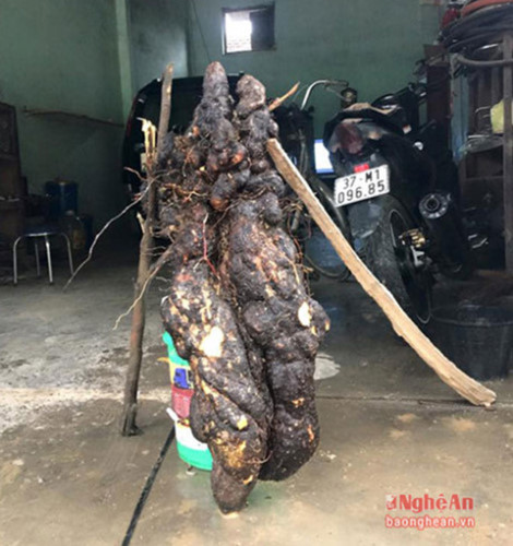 Củ khoai Vạc khổng lồ nặng 28 kg của gia đình anh Nguyễn Văn Hùng ở xã Tường Sơn, Anh Sơn, Nghệ An (Ảnh: Báo Nghệ An)