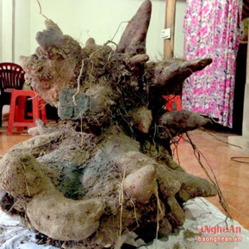 Ông Nguyễn Như Bắc, ở thôn 9, xã Thanh Văn, huyện Thanh Chương từng thu hoạch một củ khoai vạc rồng nặng 73 kg. (Ảnh: Báo Nghệ An)