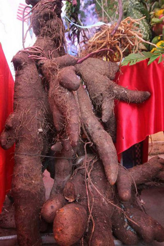 Củ khoai ngọt 42,5kg được trưng bày tại Ngày hội du lịch vườn trái cây tại thành phố Cần Thơ (Ảnh: Dân Việt)