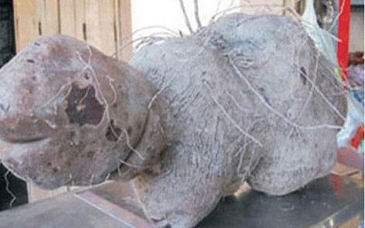 Củ khoai hình cụ rùa được tìm thấy ở An Giang (Ảnh: Dân Việt) 