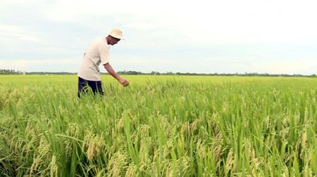 Ông Huỳnh Văn Thạch tiết giảm mỗi công lúa trên 70% lượng lúa giống gieo sạ so với biện pháp canh tác cũ.