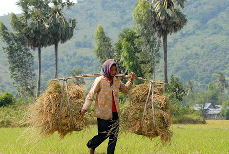 Người dân Khmer thu hoạch lúa nàng Nhen thơm. Ảnh: Báo An Giang.