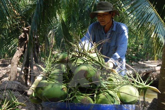 Thu mua dừa trái tại vườn. (Ảnh: Huỳnh Phúc Hậu/TTXVN)