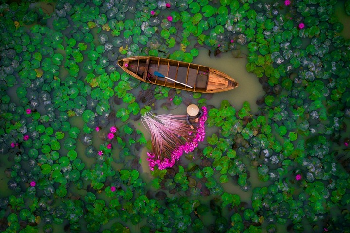 Waterlily: Bức ảnh chụp cảnh thu hoạch hoa súng của tác giả helios1412 đoạt giải nhì hạng mục Con người tại cuộc thi International Drone Photography Contest 2017 - Ảnh: dronestagram