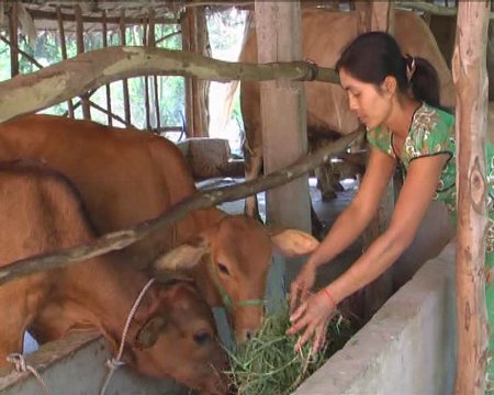 Mô hình chăn nuôi bò của đồng bào Khmer ấp Hóa Thành (xã Đông Thành).