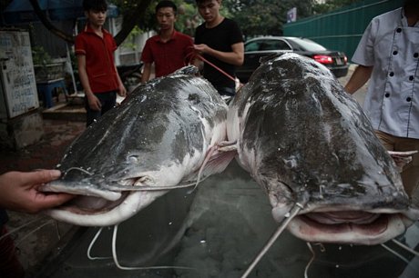 Cặp cá lăng giá gần 300 triệu đồng thu hút đại gia Hà Thành.