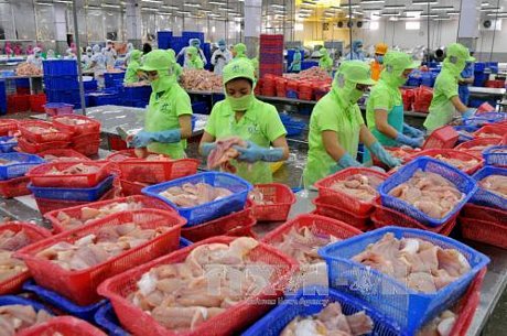 Chế biến cá tra xuất khẩu tại Công ty Hùng Cá, TP. Cao Lãnh, tỉnh Đồng Tháp. Ảnh: An Hiếu/TTXVN
