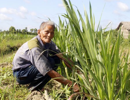 Ở tuổi 76, thương binh Trần Văn Chính vẫn cần cù lao động “phụ hợ cháu con”.