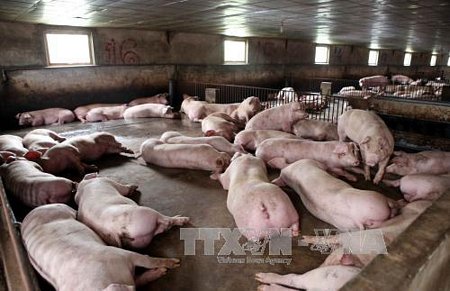 Giá lợn hơi tăng đến 4 triệu đồng/tạ ở Bến Tre. Ảnh: Phạm Kiên/TTXVN