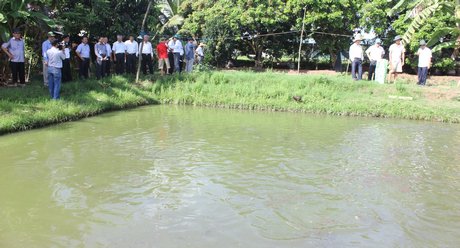 Đoàn lãnh đạo Tỉnh ủy cùng các sở ngành và huyện Trà Ôn khảo sát HTX Cá lóc Phú Thành.