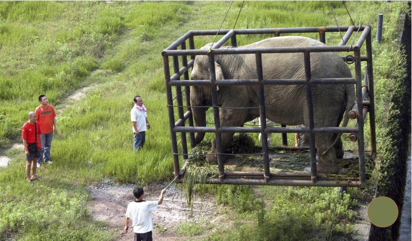 Một con voi được vận chuyển từ Thành Đô đến vườn thú ở Trùng Khánh năm 2008 - Ảnh: REUTERS