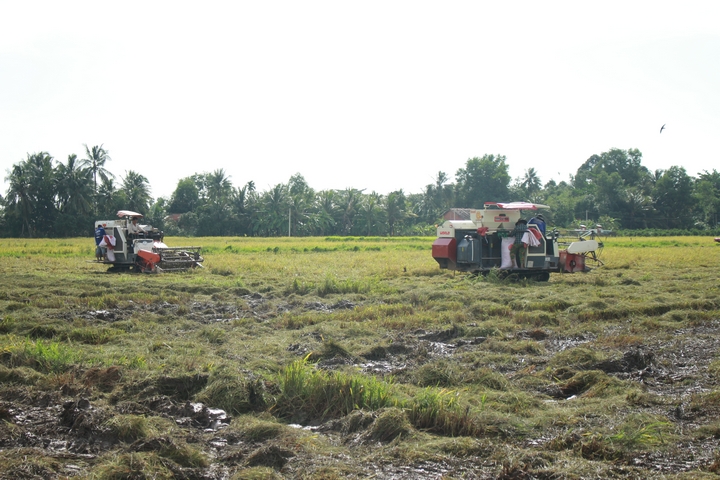 Lúa ngã, đất ướt nên việc thu hoạch lúa rất khó khăn.