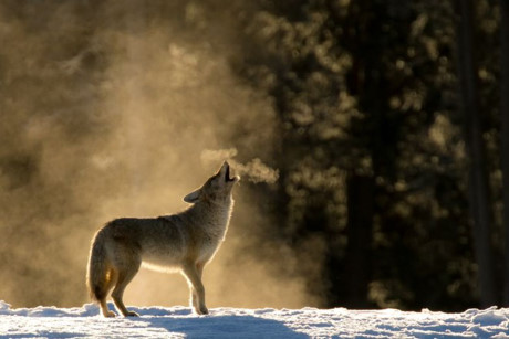 Một con sói cất tiếng hú ở Vườn quốc gia Yellowstone, Mỹ. (Nguồn: NatGeo)
