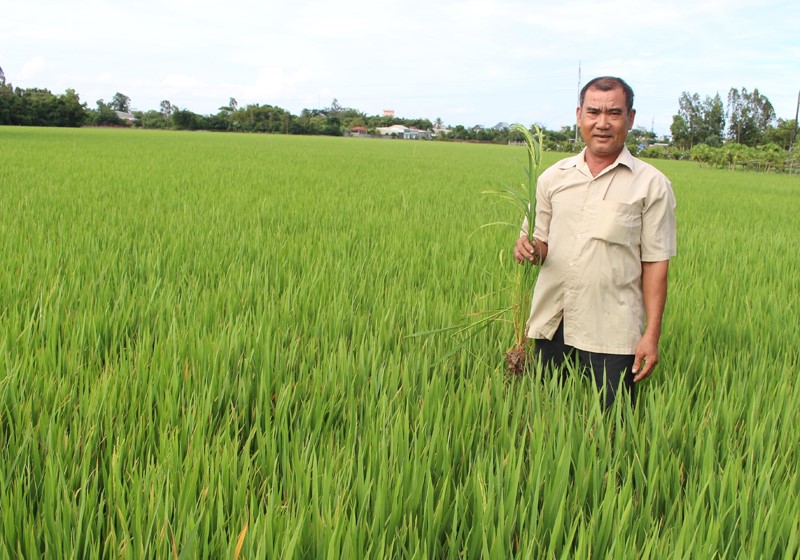 Nhờ có đầu ra ổn định, ông Nguyễn Văn Hừng có thu nhập cao từ mô hình sản xuất lúa giống.