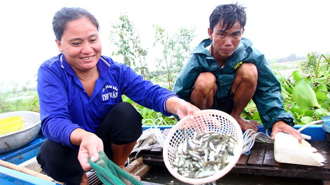Những con cá linh đầu mùa ở vùng lũ huyện An Phú, An Giang - Ảnh: CHÍ QUỐC